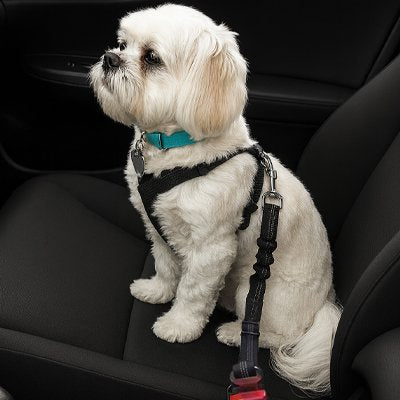 Ceinture de sécurité pour chien | TravelGuard