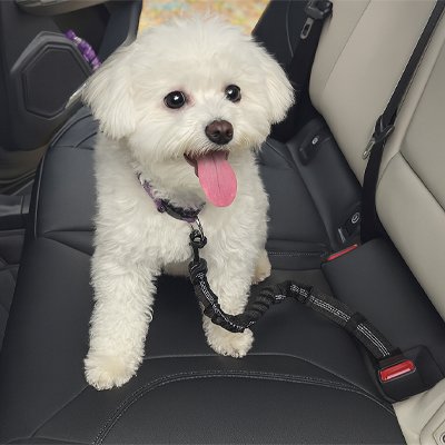 Ceinture de sécurité pour chien | TravelGuard