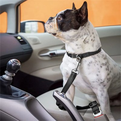 Ceinture de sécurité pour chien | TravelGuard